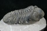 Drotops Trilobite With Perfect Eyes #16073-2